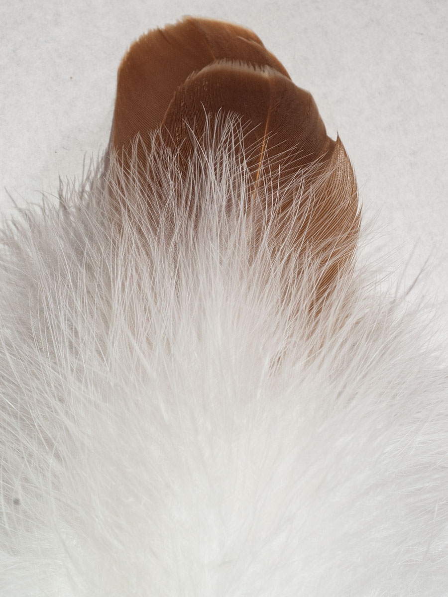 Reinl Josef Naturfeder für Kinder, Flaumfeder, Hutschmuck, 2-fach, 25cm #4